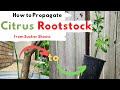 How to grow citrus rootstock from cuttings watersucker shoots