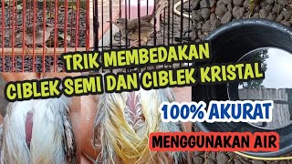 Ciblek kristal dan ciblek semi. Tips dan trik cara membedakannya