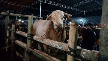 Sapi Seharga 200 Juta ❗WISANGGENI Juara Runner - Up Nasional Kontes Sapi APPSI Jember 2022