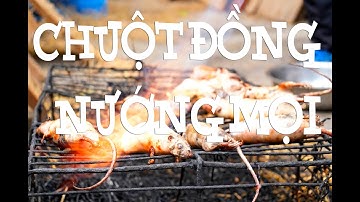 Lùn TV |  Eating Rat in VietNam | Bắt Chuột Đồng - Chế biến Chuột Đồng Nướng Mọi