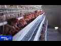 South Africa says avian flu outbreak under control