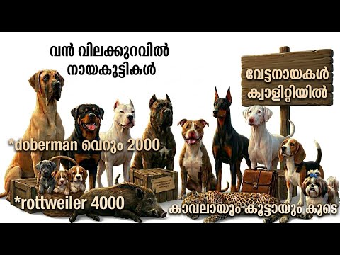เดเดพเดตเดฒเดพเดฏเตเด เดเตเดเตเดเดพเดฏเตเด เดเตเดเต เดตเตเดฃเต ๐ถ? | เดตเดฟเดฒเดเตเดเตเดฑเดตเดฟเตฝ เดตเดฟเดตเดฟเดงเดฏเดฟเดจเด เดกเตเดเต เดฌเตเดฐเตเดเตเดเตพ | dogs sale in kerala #pets