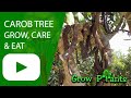 Carob tree - grow & care (Ceratonia silique)