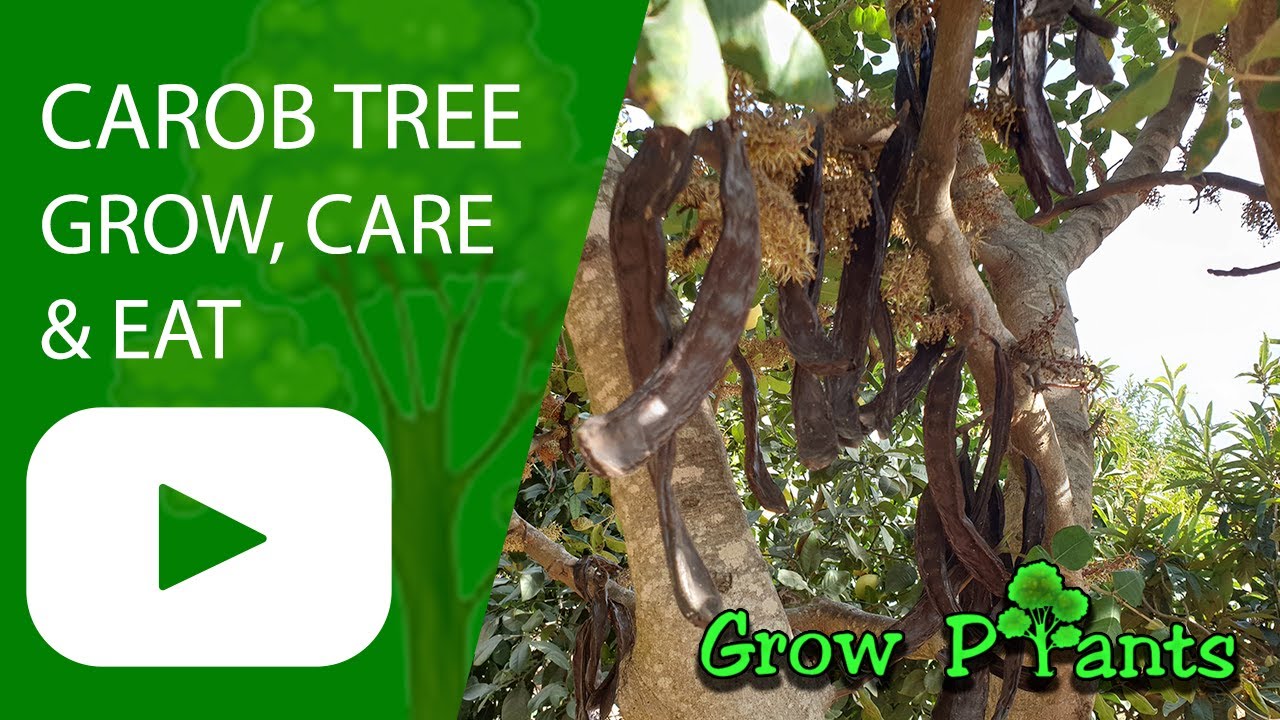 Carob Tree - Grow  Care (Ceratonia Silique)