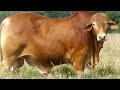 #3394. Коровы и буйволы (В мире животных)
