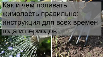 Как и чем поливать жимолость правильно: инструкция для всех времен года и периодов