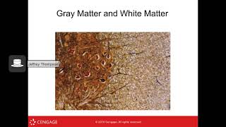 PSY 102 - Chapter 3 (Anatomy & Research)