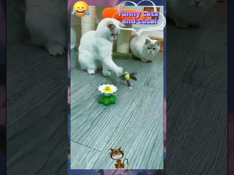 #shorts# funny cats and cute!!!🤣🤣🤣🐈#funny cats,funny,cats,cute cats,funny cat videos,funny cat#