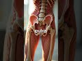 Anatomy of the Pelvic Girdle
