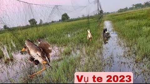 Bẫy Chim Te Te di cư? Chim đi mạnh sau những ngày ảnh hưởng bão