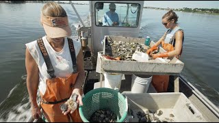 Rhode Island's Blue Economy: Moonstone Oysters