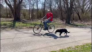 Going Places 'Henley' German Shepherd 6 Mo Early Obedience W/ Bike Rider Great Attitude & Character by Protection Dog Sales 87 views 3 days ago 51 seconds