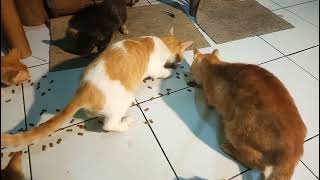orange cat dinner together at home