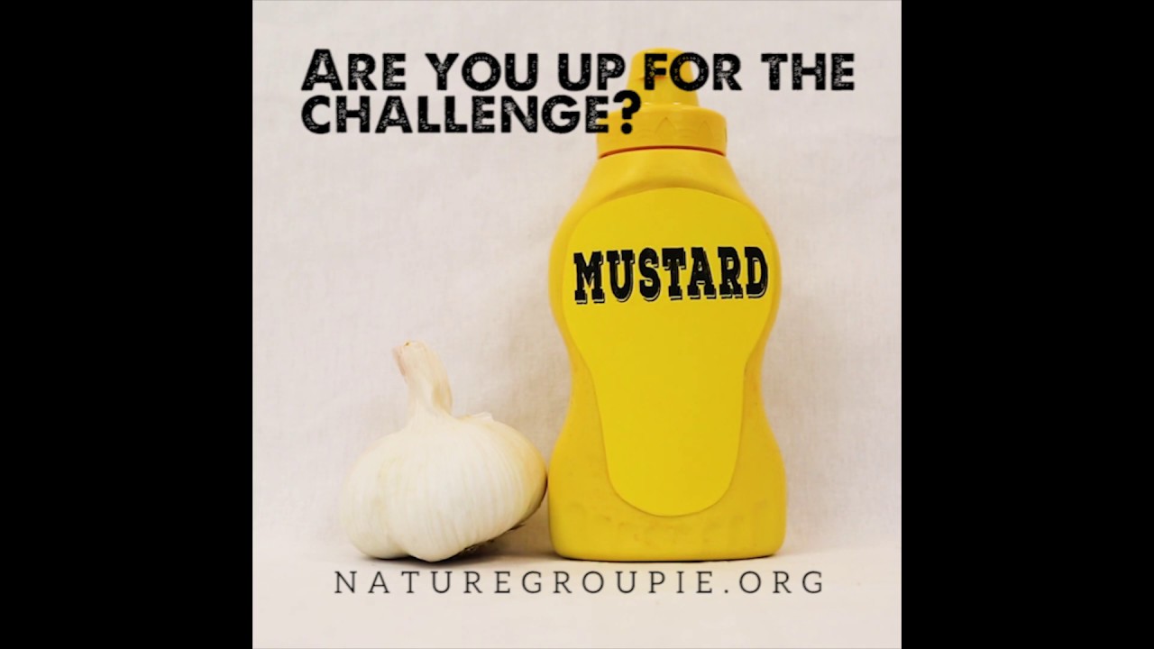 Garlic Mustard Challenge in New England