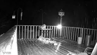 Archive Files of Wyze Cam Compilation of Raccoons 20260518