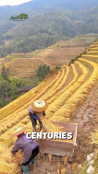 How China Grows Rice on Steep Mountain Slopes #riceterraces #shorts