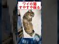 ワイの猫、すやすや眠る #shorts #2ch #猫