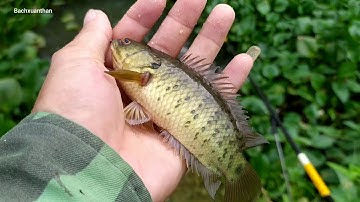 Nghỉ lễ Quốc khánh 2-9 Câu cá rô đồng ở cái mương lục bình