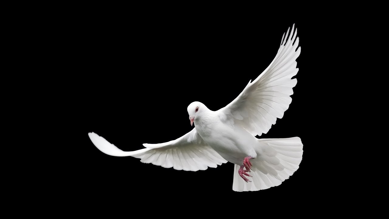 Technical G pigeon clip (kabutar)