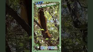 Squirrel naps during the day | #animallife #squirrel #napping #wildlife #wildanimals #sleep #reels