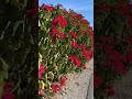 Poinsettias as far as the eye can see, all for you! ♥️ #christmas #poinsettias #youdeserveitall