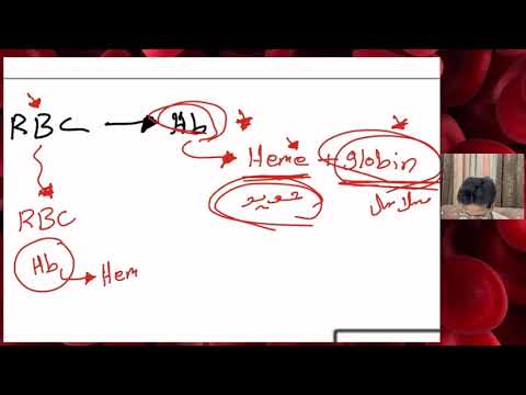 امراض الدم  المحاضرة الاولى