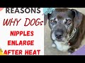 Understanding Enlarged Dog Nipples: Heat Cycle, Hormones, and Health Concerns