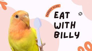 parrot mukbang #asmr #billybird