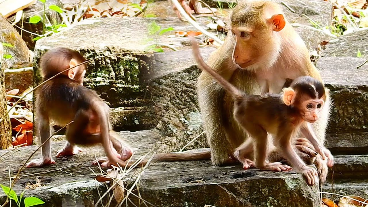 Oh My God! Leg of baby monkey Kenzo got problem again!!!!