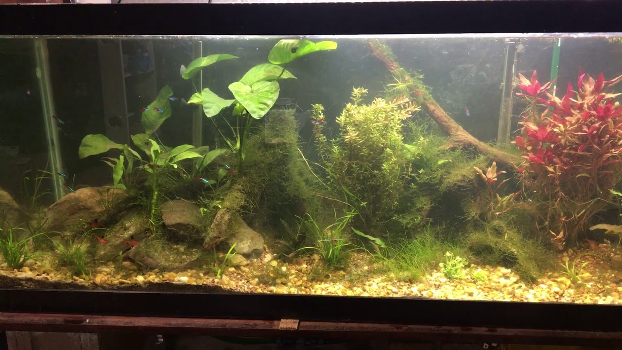 video phone beyonce mp3 Return of the 125 Gallon Planted Tank