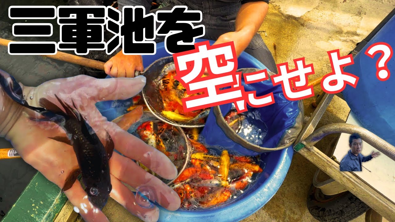 至急！錦鯉池を空に... お宝がいっぱい！#koifish #koi