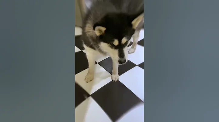 Save your furry friends!