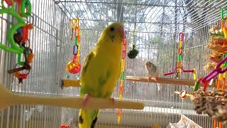 Parakeets chirping and eating in the Sunroom!  1 HOUR of Enjoyment!