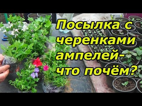 Посылка с черенками сколько это стоит и как выглядит.