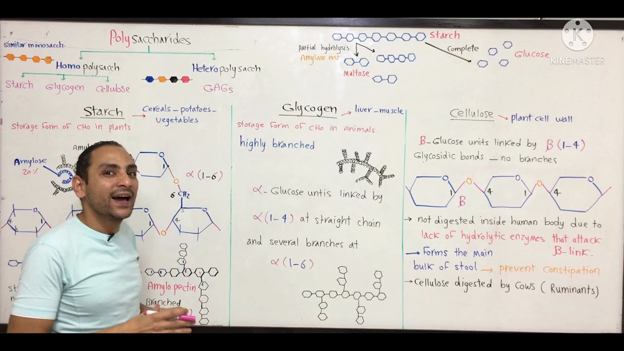 Carbohydrates 4 ( بايو اولي طب)