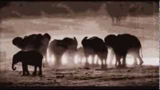 Emancipator - Elephant Survival