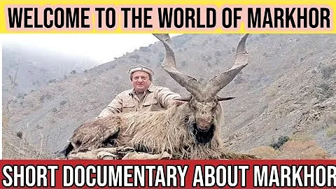 Welcome to the world of Markhor | Short Documentary about Markhor Animal | MSN English