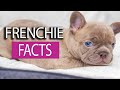10 Facts about French Bulldogs