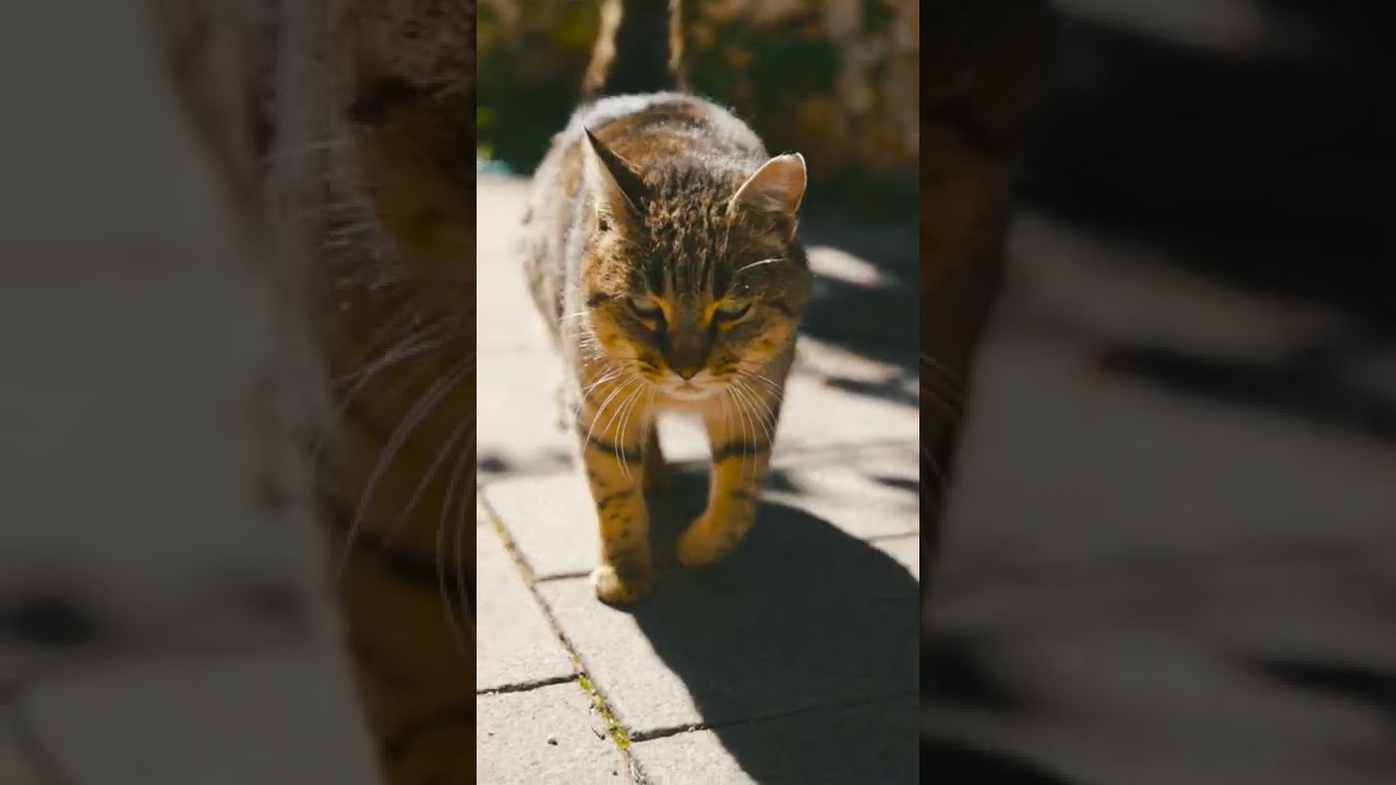 awesome pets & animal 