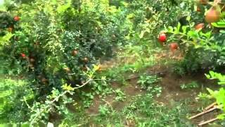 Natural farming part1 Pomegranate cultivation