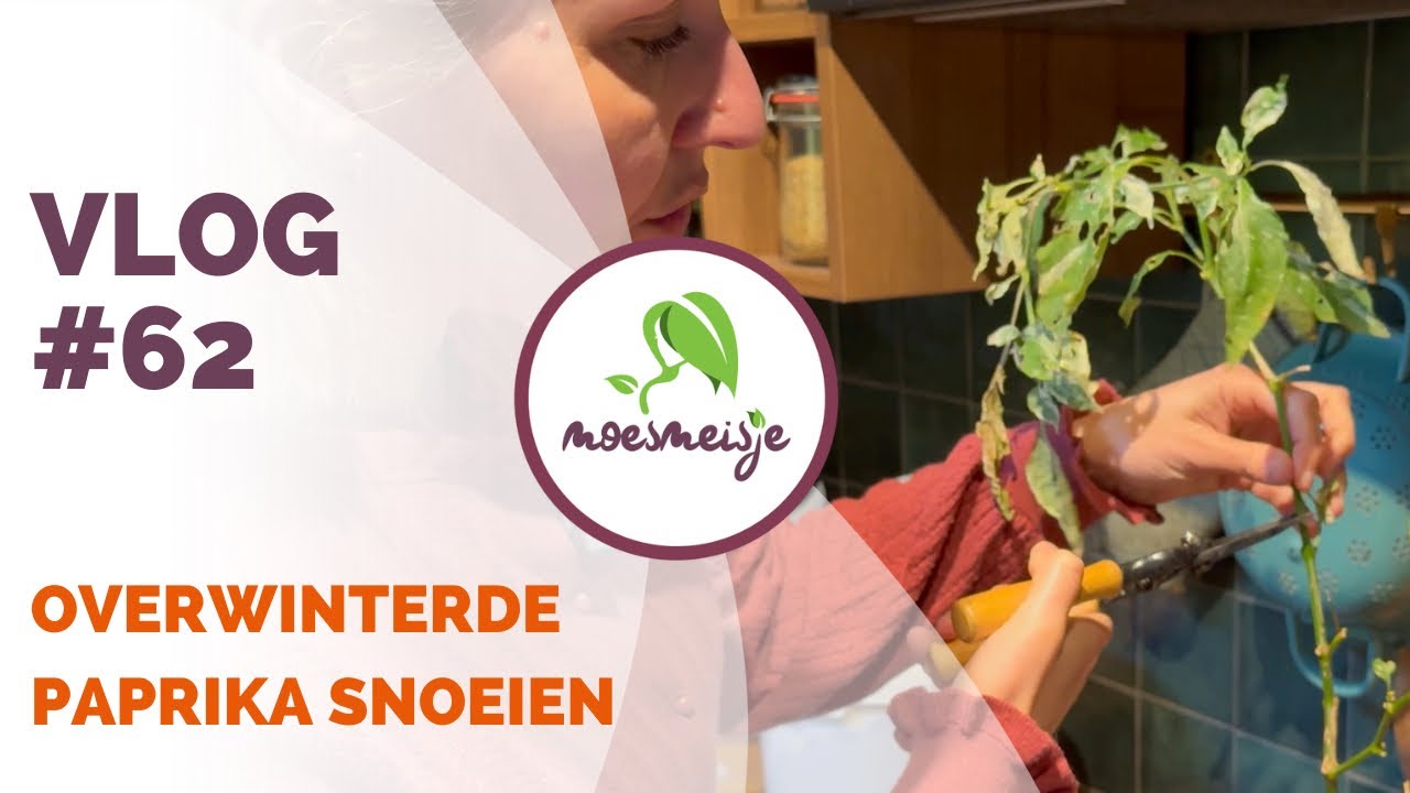 MOESTUIN VLOG #62 | Overwinterde paprikaplant snoeien, korenbloem verspenen en update peulvruchten