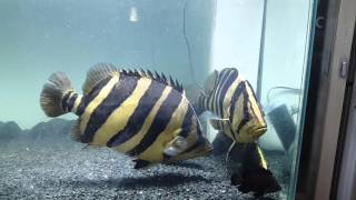 수마트라  타이거와 샴타이거들의 수조    tiger fish tank