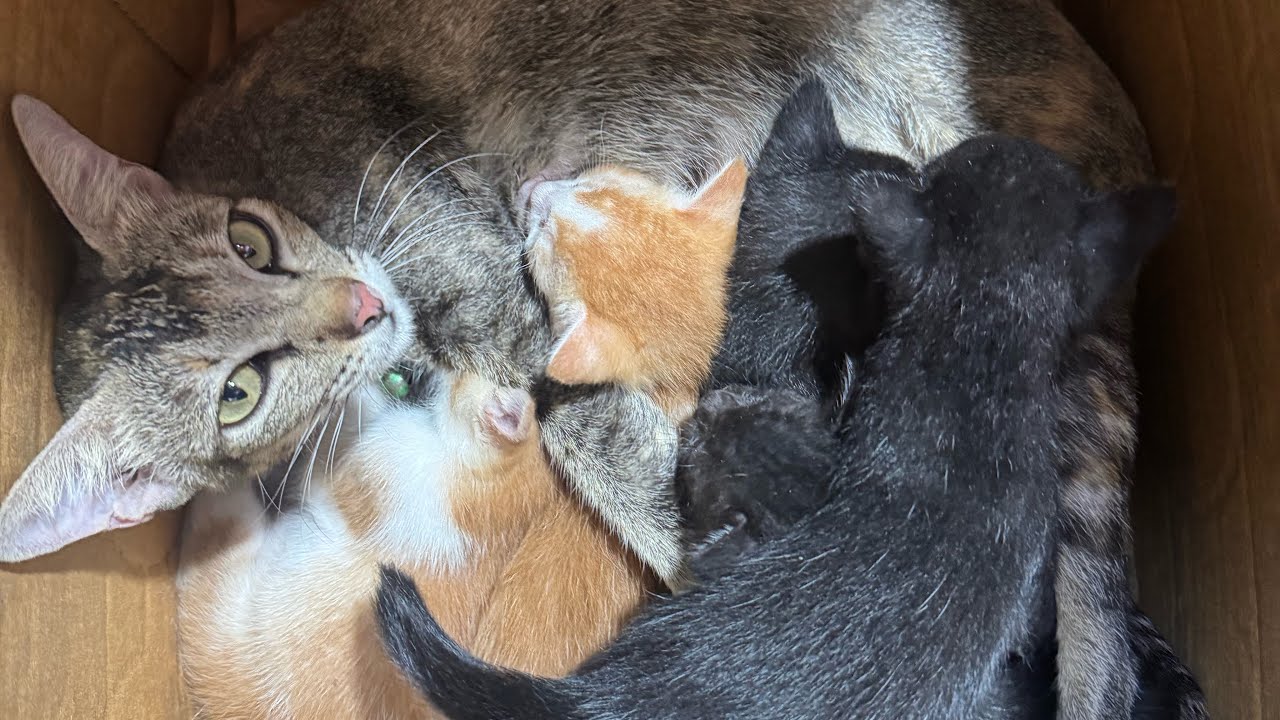 Пять прекрасных котят Николь 🐈‍⬛🐈‍⬛🐈‍⬛🐈🐈🥰