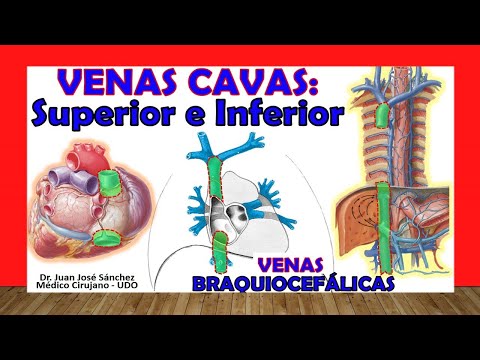 Vídeo: Anatomía, Función Y Diagrama De La Vena Braquiocefálica - Mapas Corporales