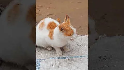 Video 7122611: funniest cat vs dog, cat dog beautiful, cat cute funny beautiful