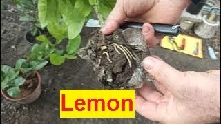 картинка: № 581   Lemon. Засаждане на цитрус (въздушен отвод на лимон) в нов контейнер - 19.11.2022 г.