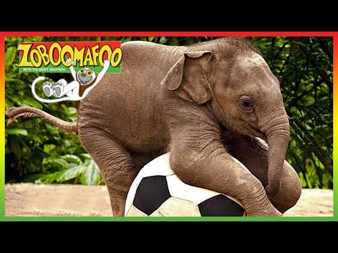 ZOBOOMAFOO - CUTE ANIMALS | Full Episode | Animal Shows For Kids | TV Shows For Children