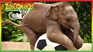 ZOBOOMAFOO  CUTE ANIMALS | Full Episode | Animal Shows For Kids | TV Shows For Children