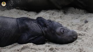 Birth of Sumatran rhino brings hope for species | AFP