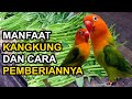 SERING MEMBERI PAKAN KANGKUNG? BERIKUT RAGAM MANFAAT KANGKUNG UNTUK BURUNG LOVEBIRD DAN CARANYA